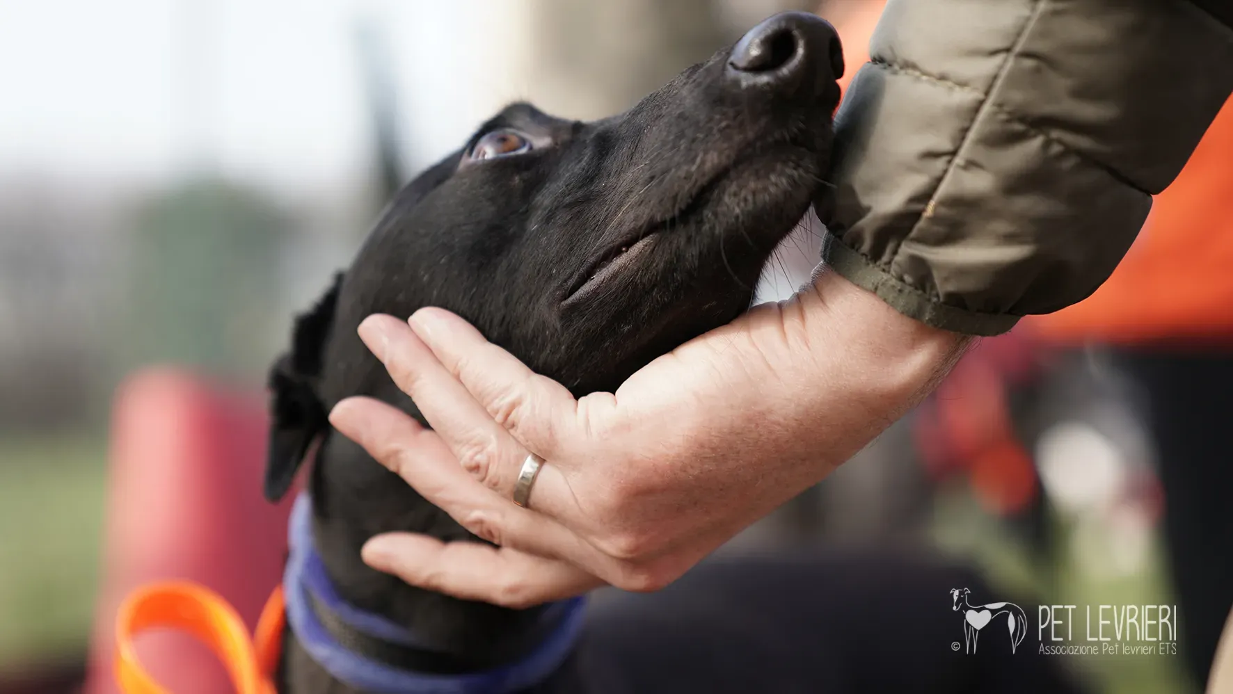 Fany greyhound nera femmina arrivo 17febbraio 24 80