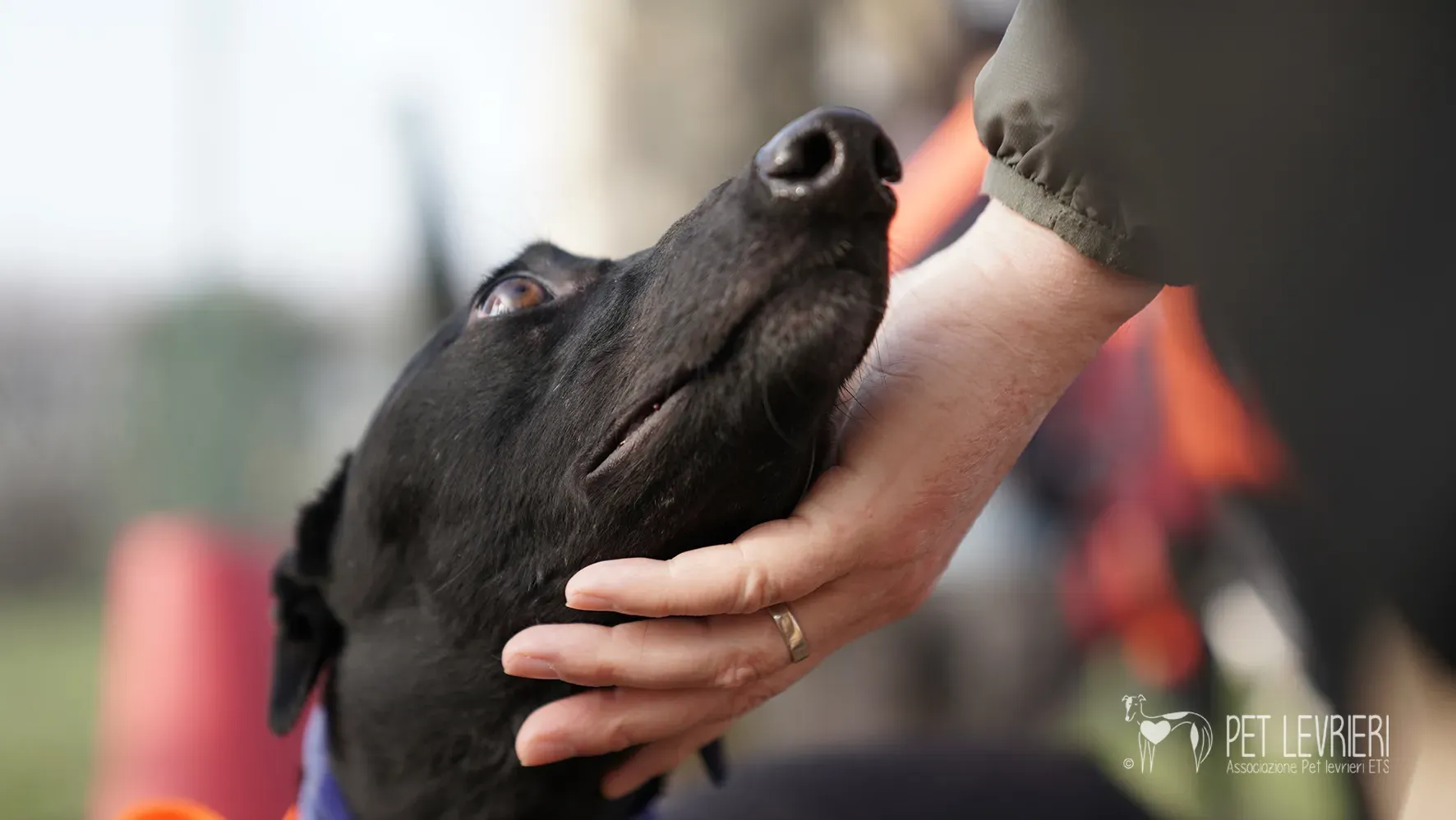 Fany greyhound nera femmina arrivo 17febbraio 24 81