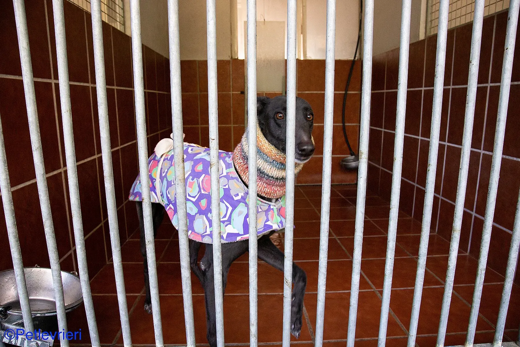 Fara adozione levrieri galgo 010