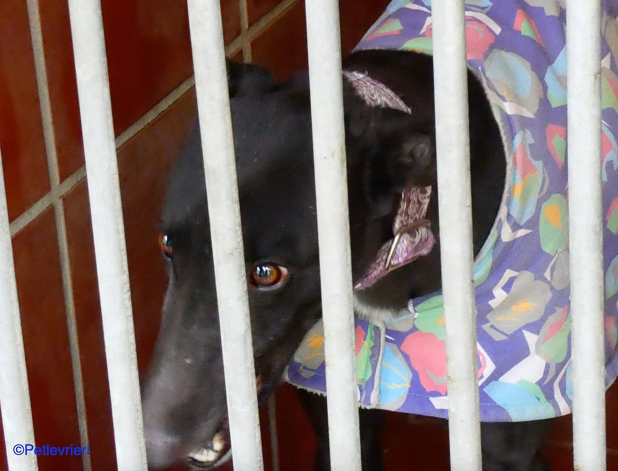 Fara adozione levrieri galgo 02