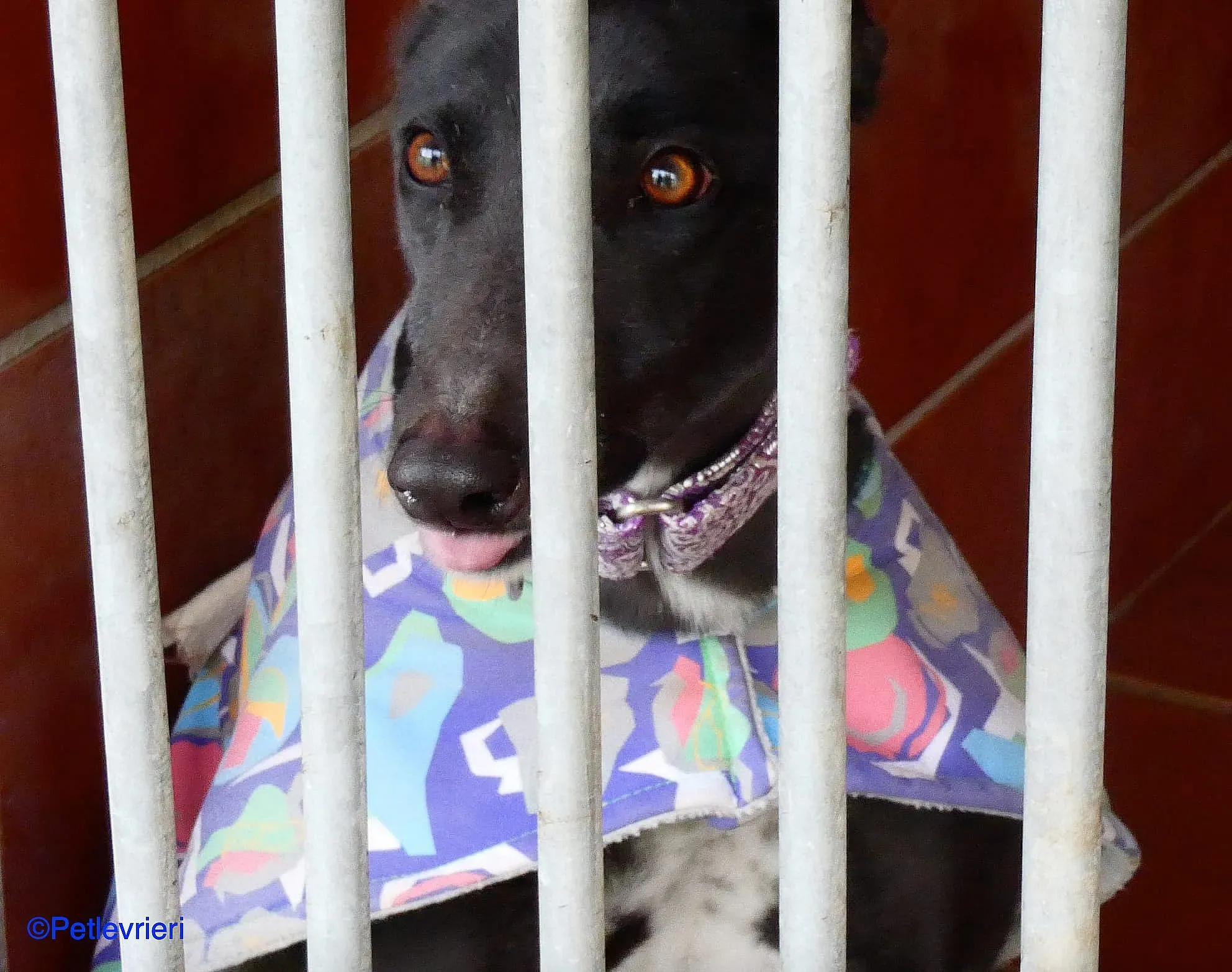 Fara adozione levrieri galgo 03