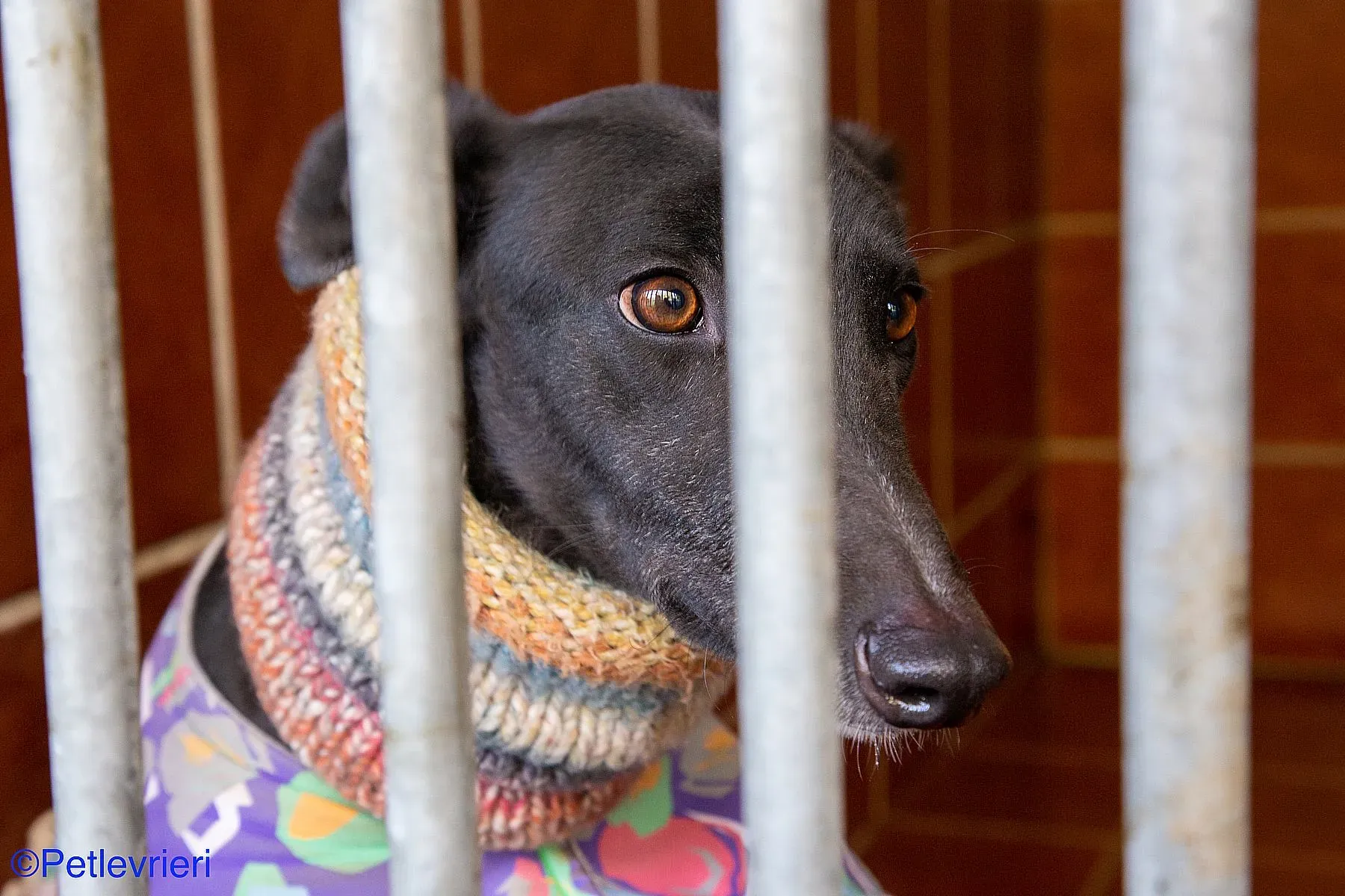 Fara adozione levrieri galgo 04