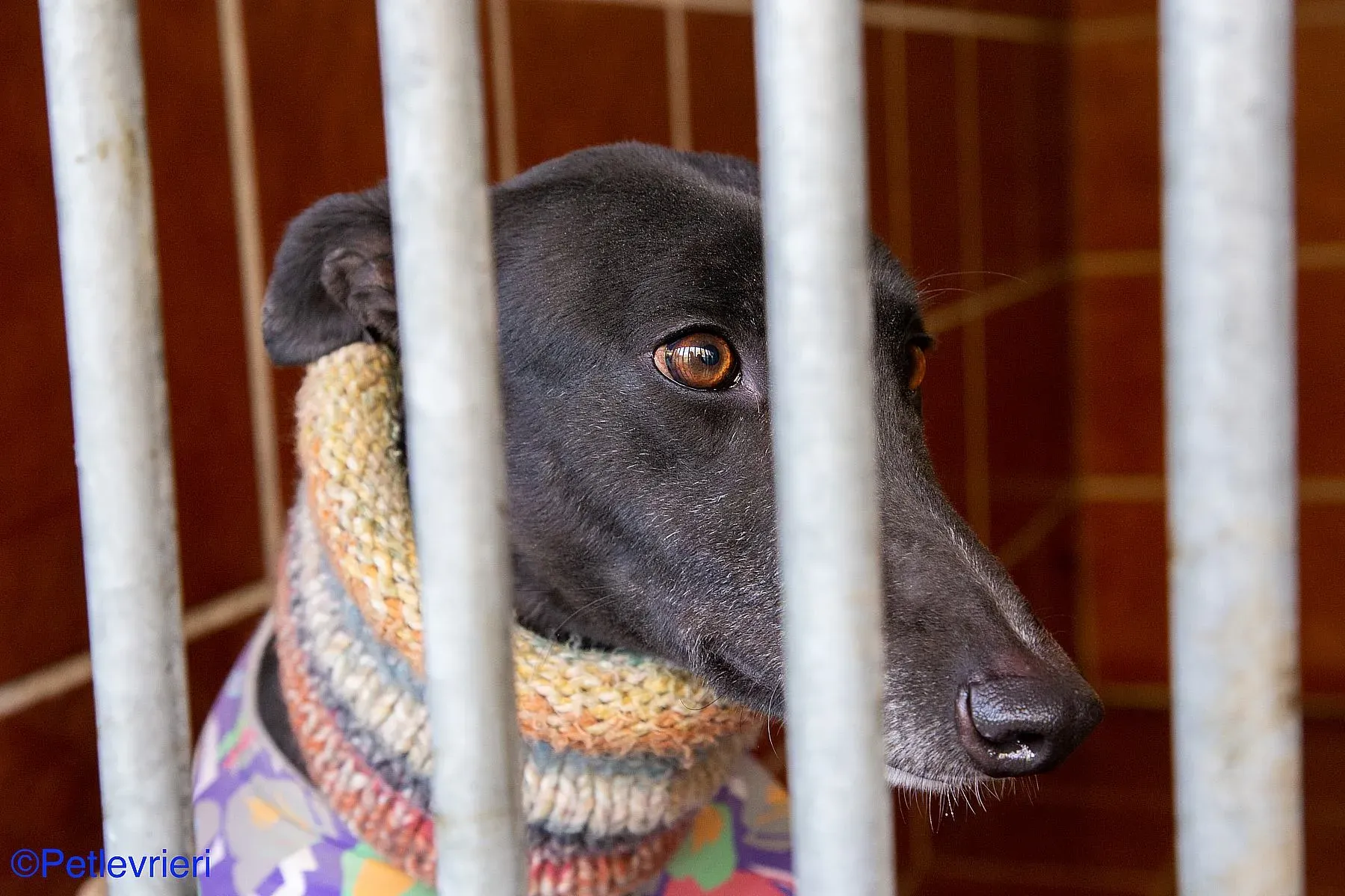 Fara adozione levrieri galgo 05