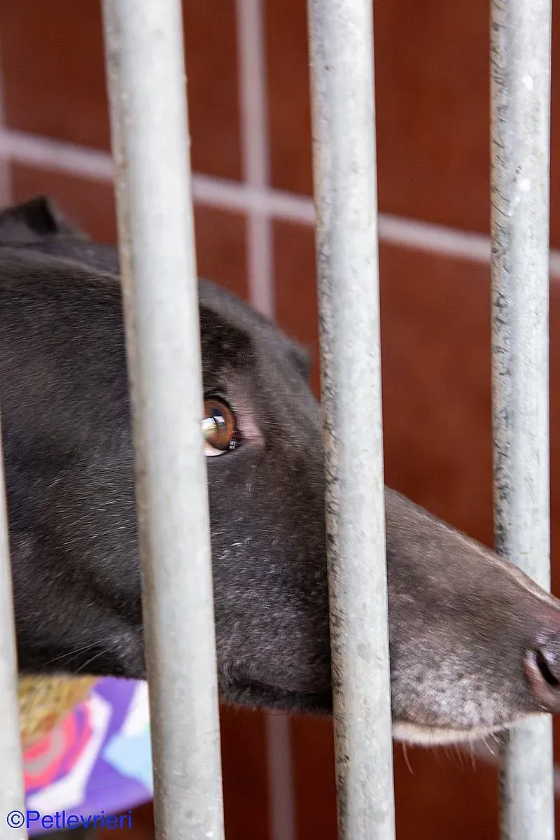 Fara adozione levrieri galgo 06