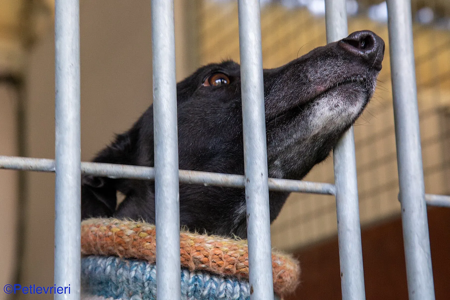 Fara adozione levrieri galgo 07