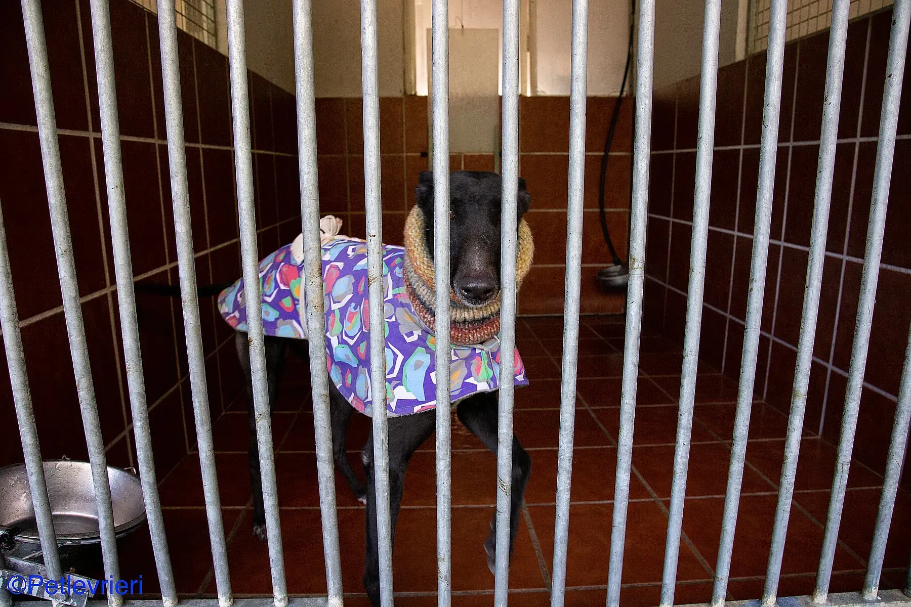 Fara adozione levrieri galgo 09