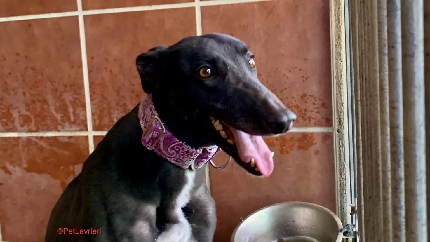 Fara adozione levrieri galgo 9