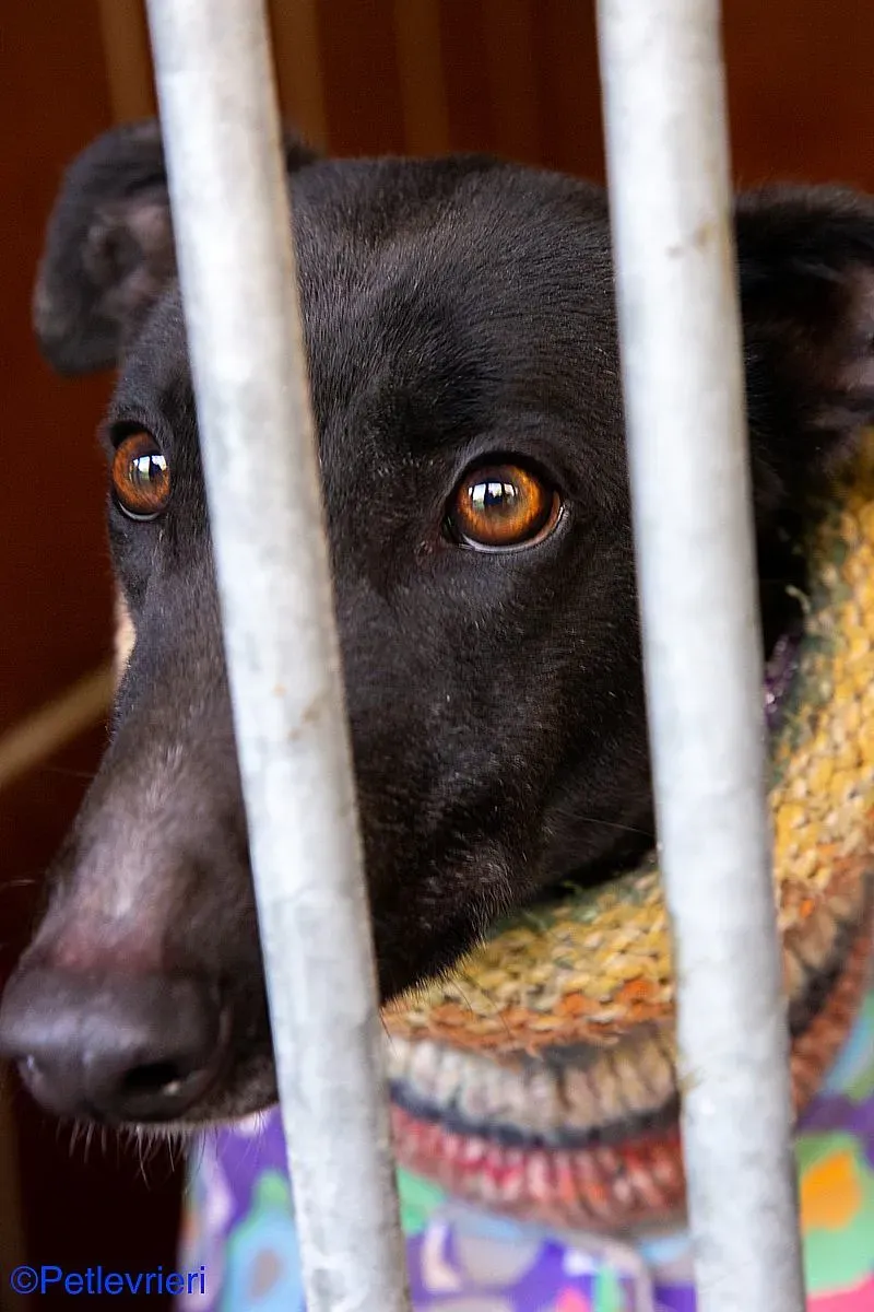 Fara adozione levrieri galgo 01