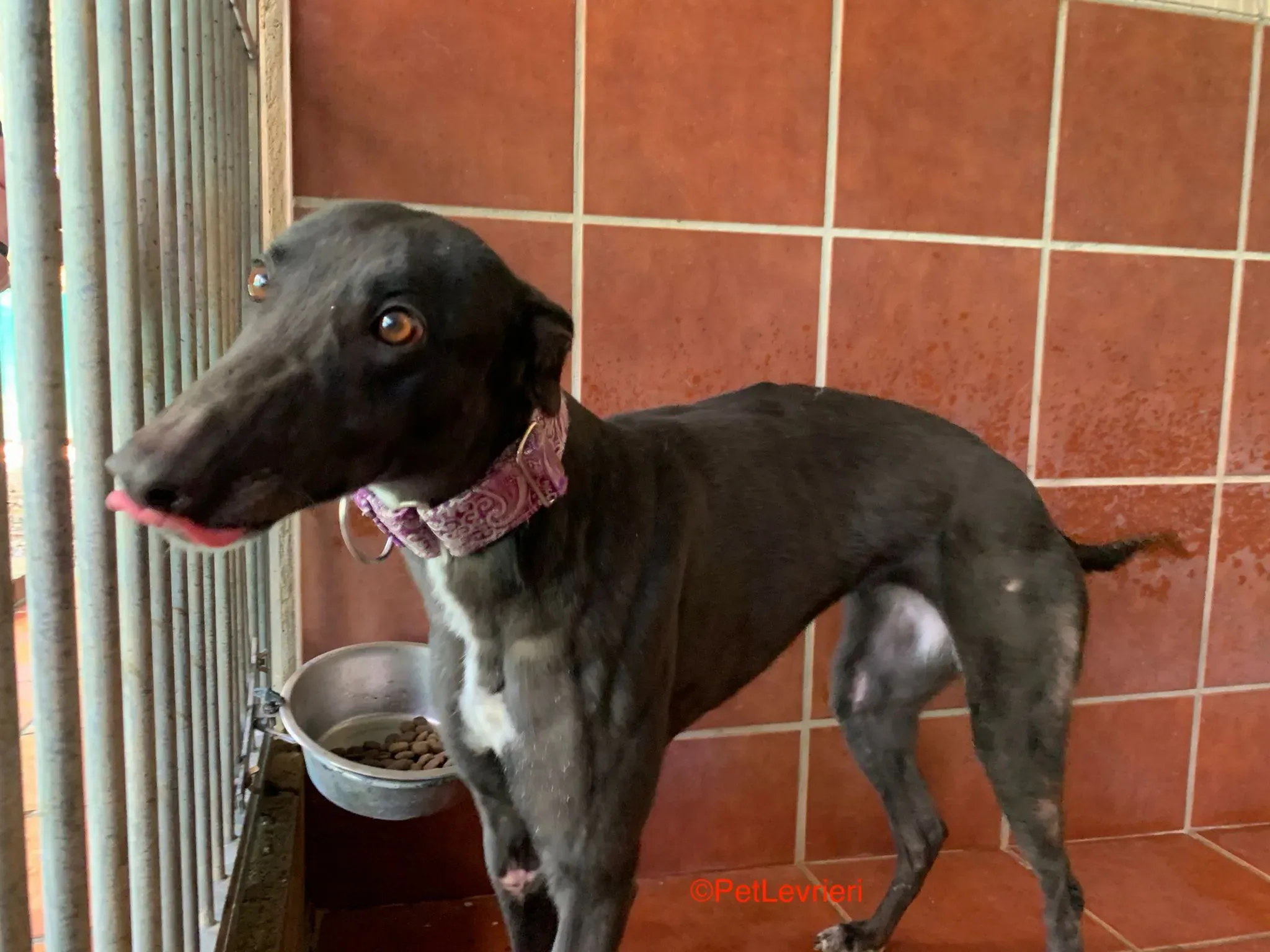 Fara adozione levrieri galgo 2