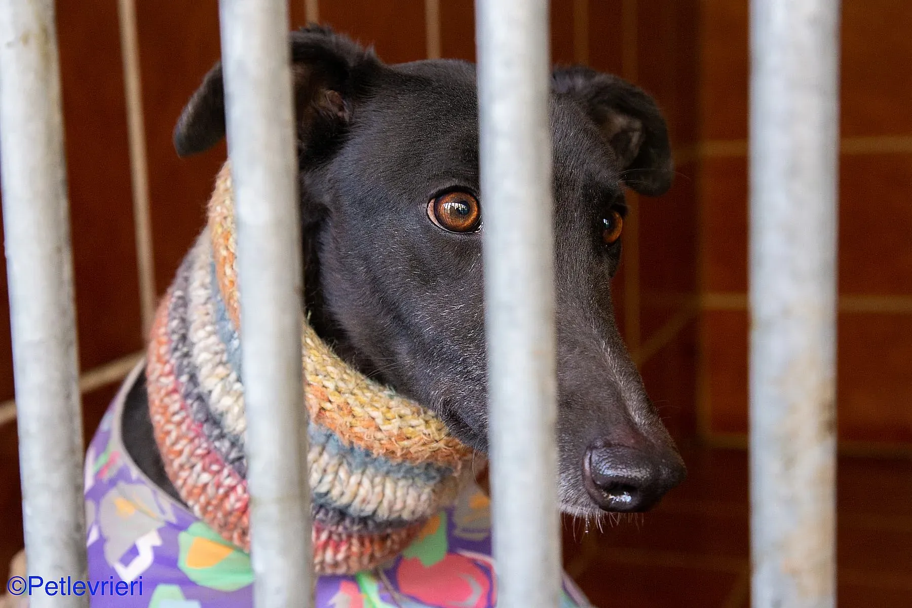 Fara adozione levrieri galgo 03