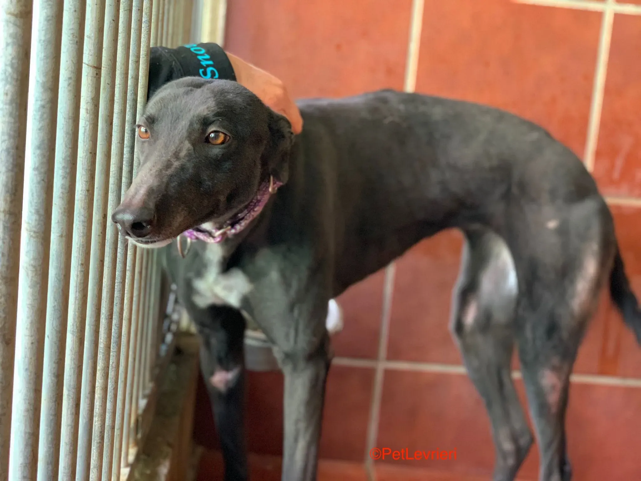 Fara adozione levrieri galgo 3