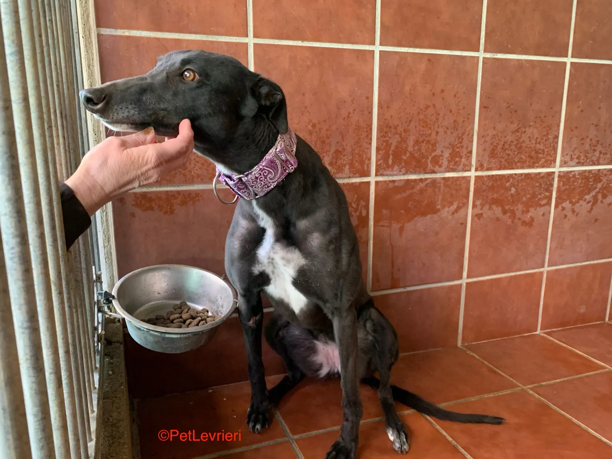 Fara adozione levrieri galgo 4