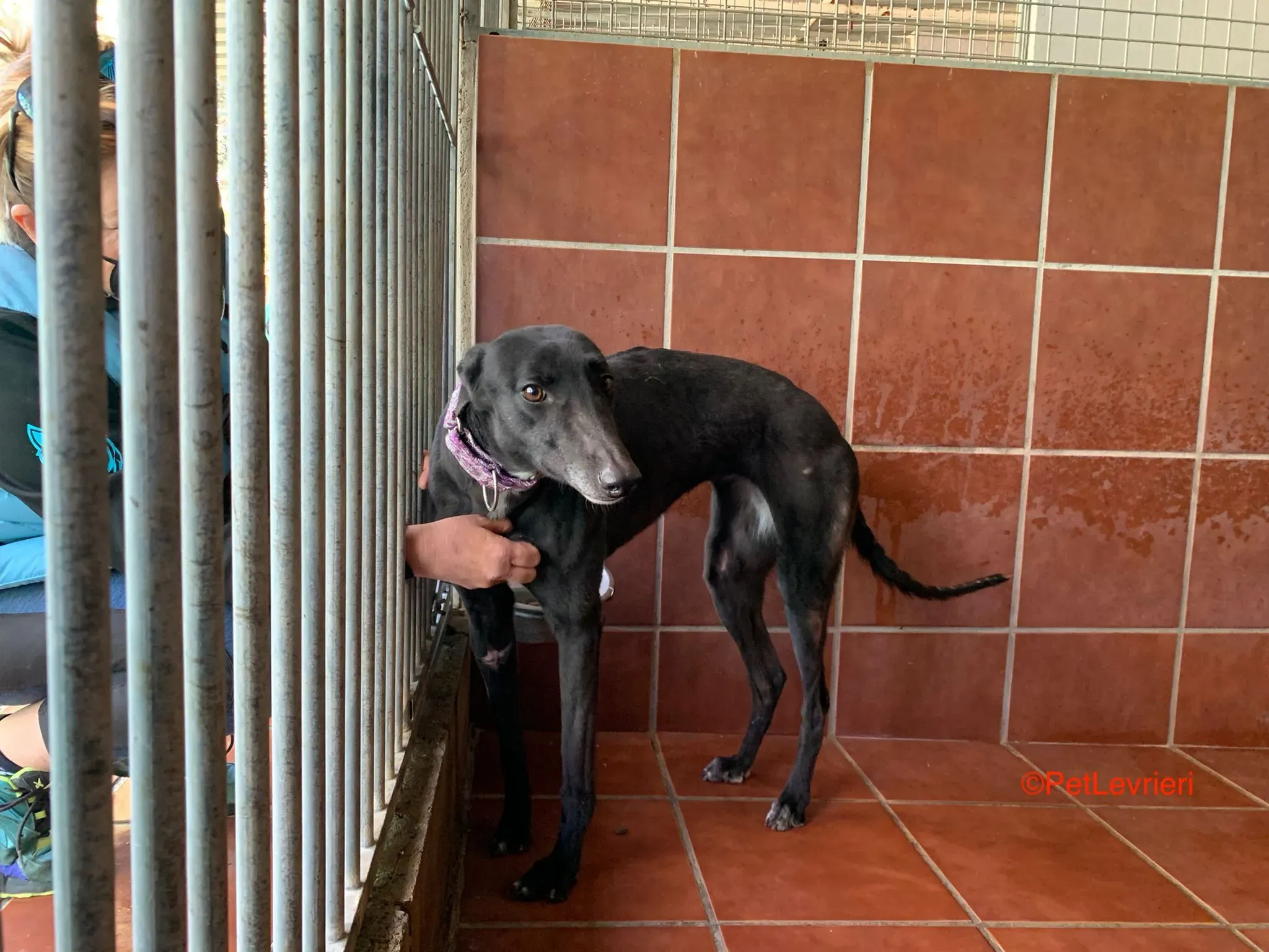 Fara adozione levrieri galgo 6ù