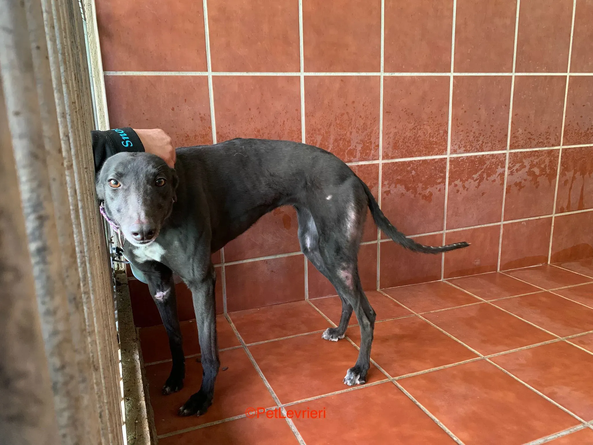 Fara adozione levrieri galgo 5