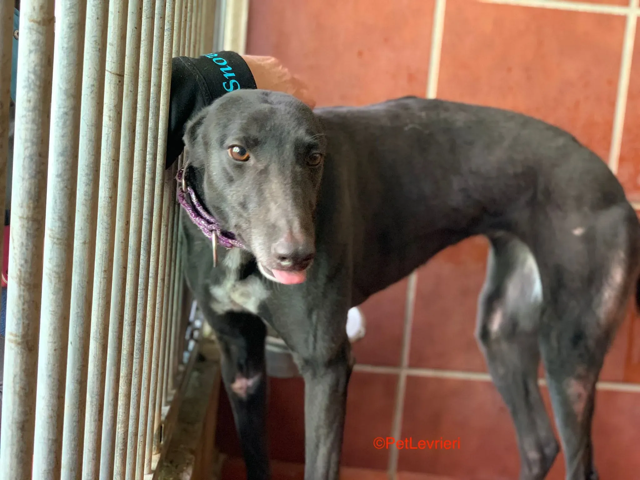 Fara adozione levrieri galgo 7