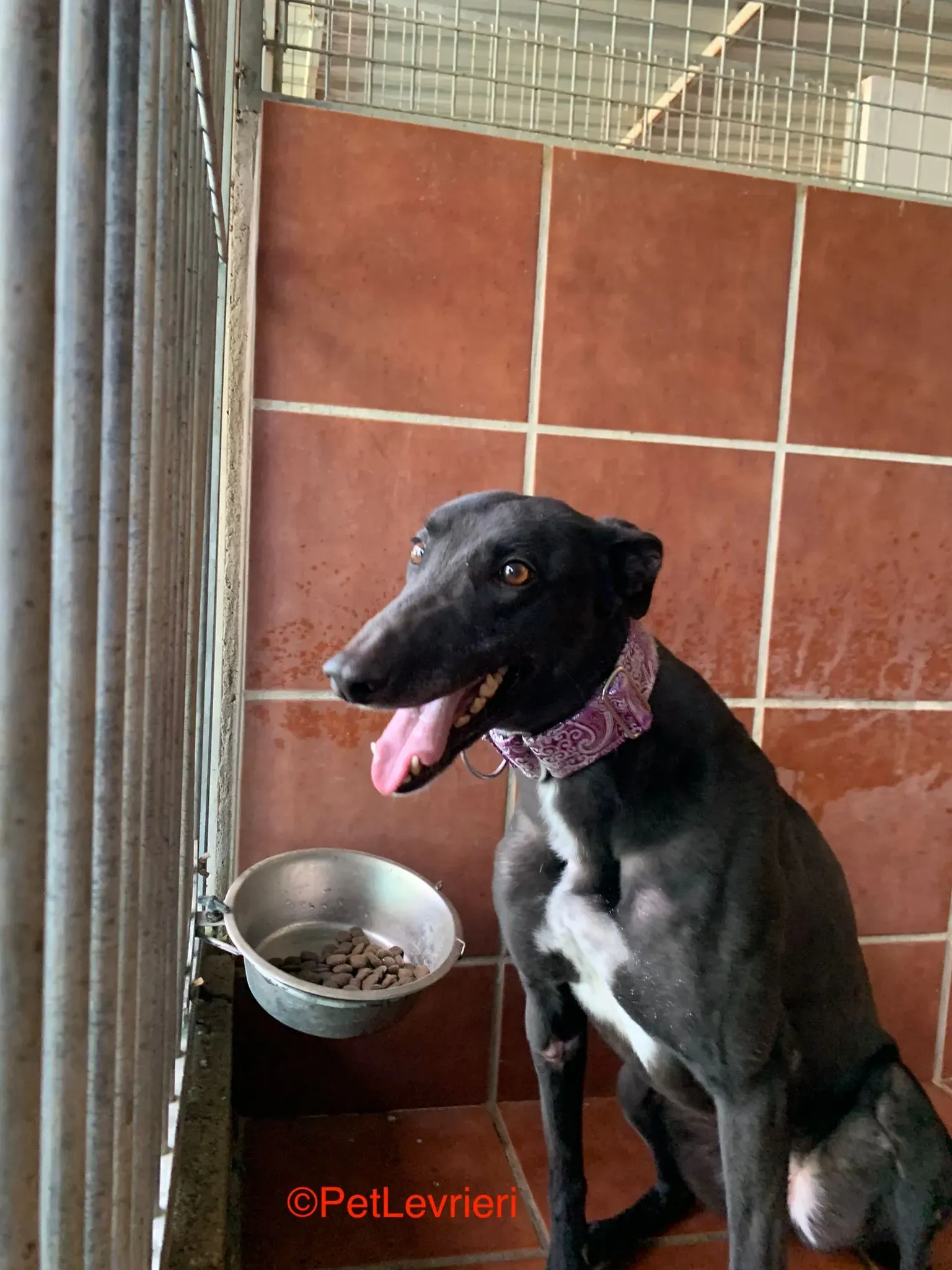 Fara adozione levrieri galgo 8