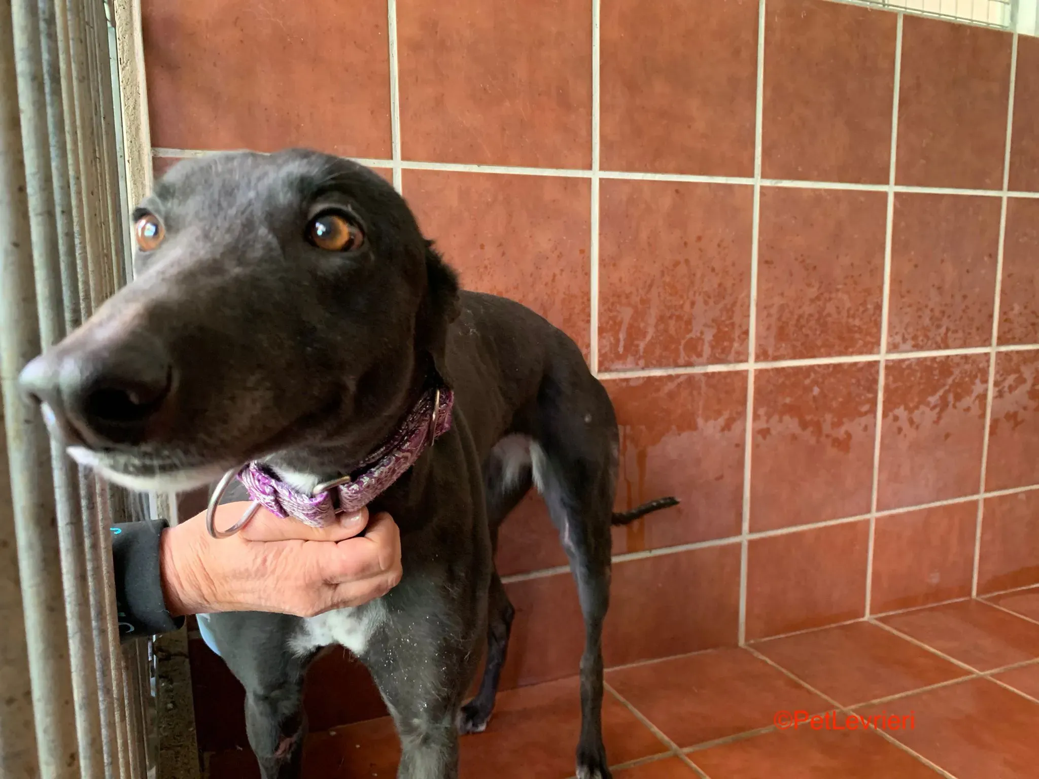 Fara aodizone levrieri galgo 1