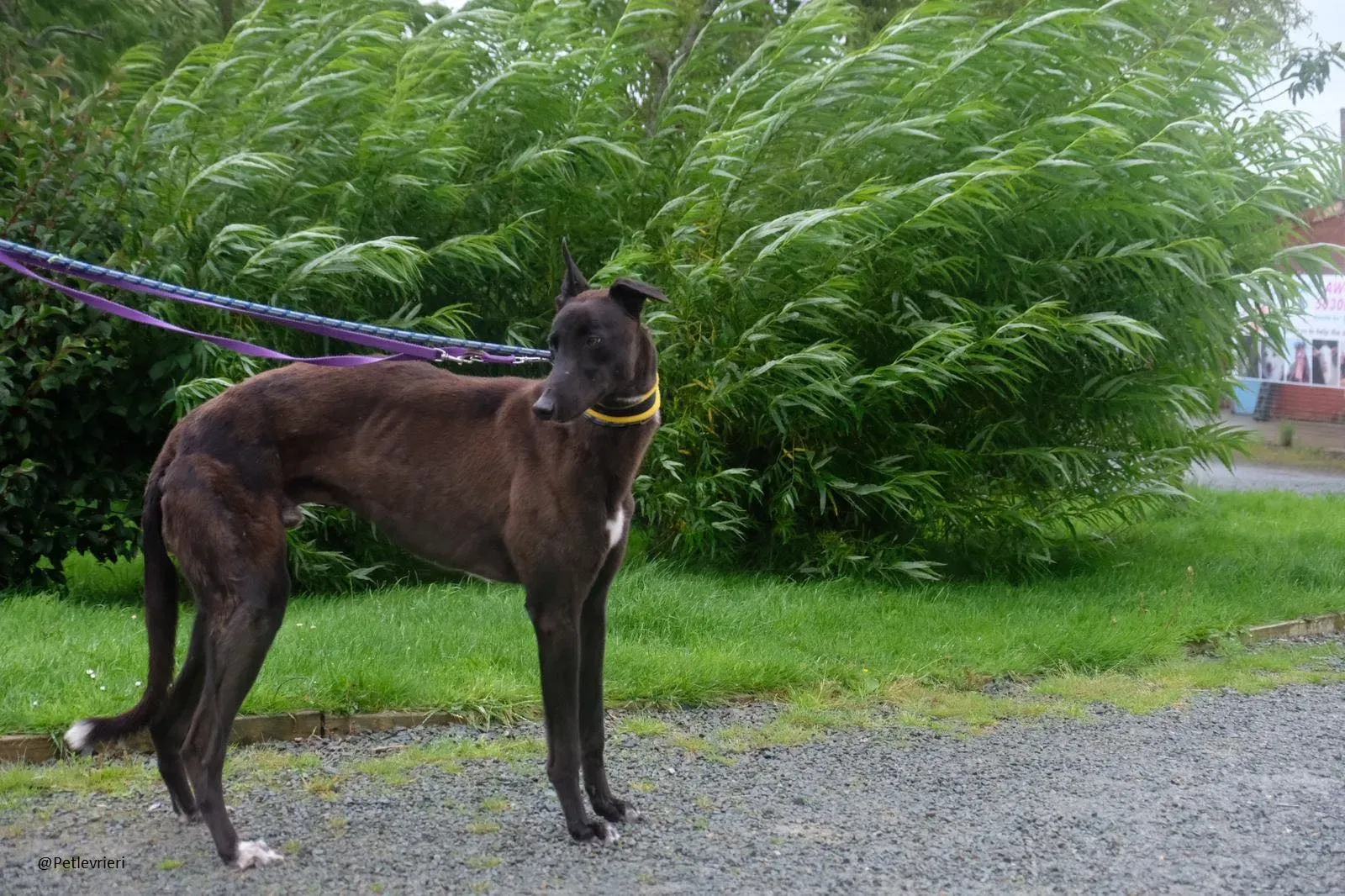 Farlow Greyhound Black Adpzione Levrieri 1