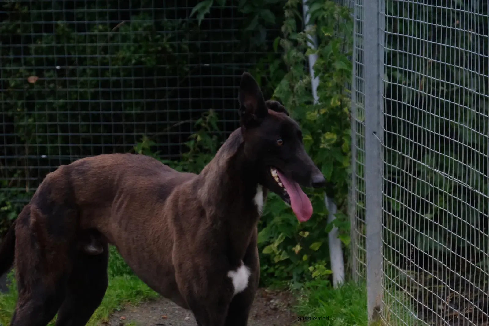 Farlow Greyhound Black Adpzione Levrieri 10