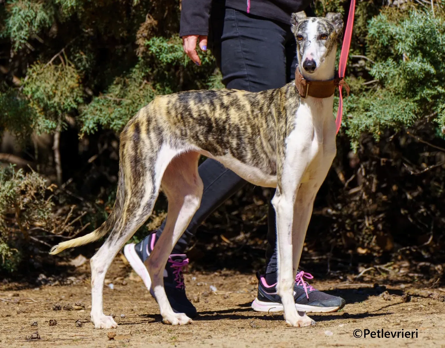 Farrah galgo adozione pet levrieri onlus 1