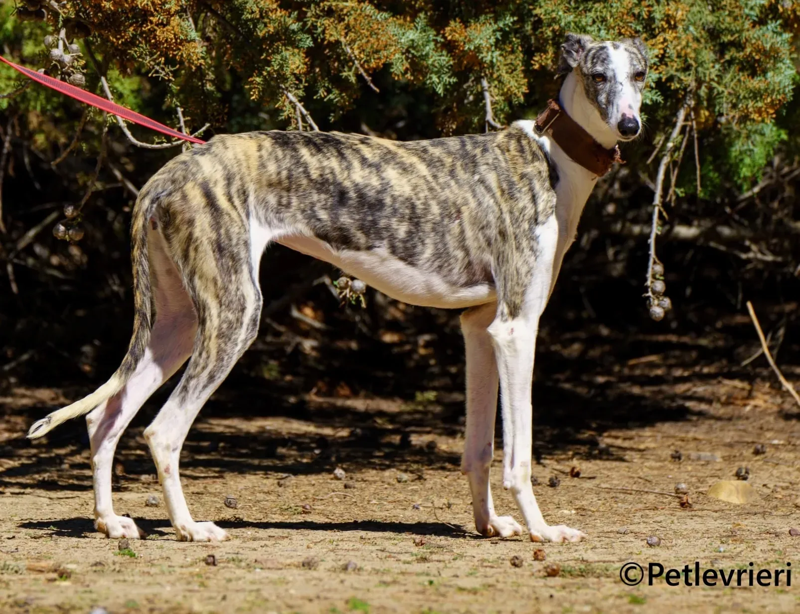 Farrah galgo adozione pet levrieri onlus 2