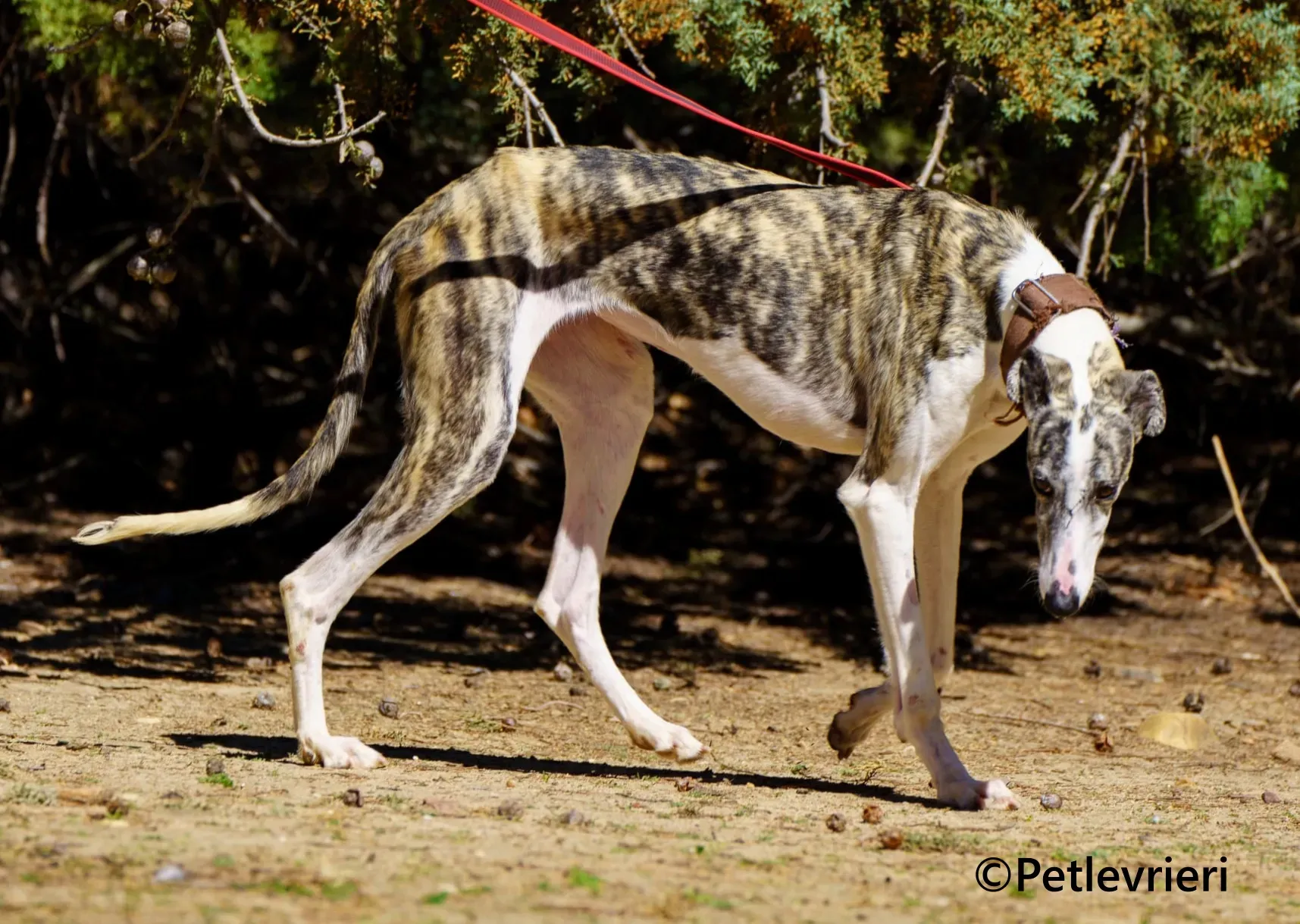 Farrah galgo adozione pet levrieri onlus 3