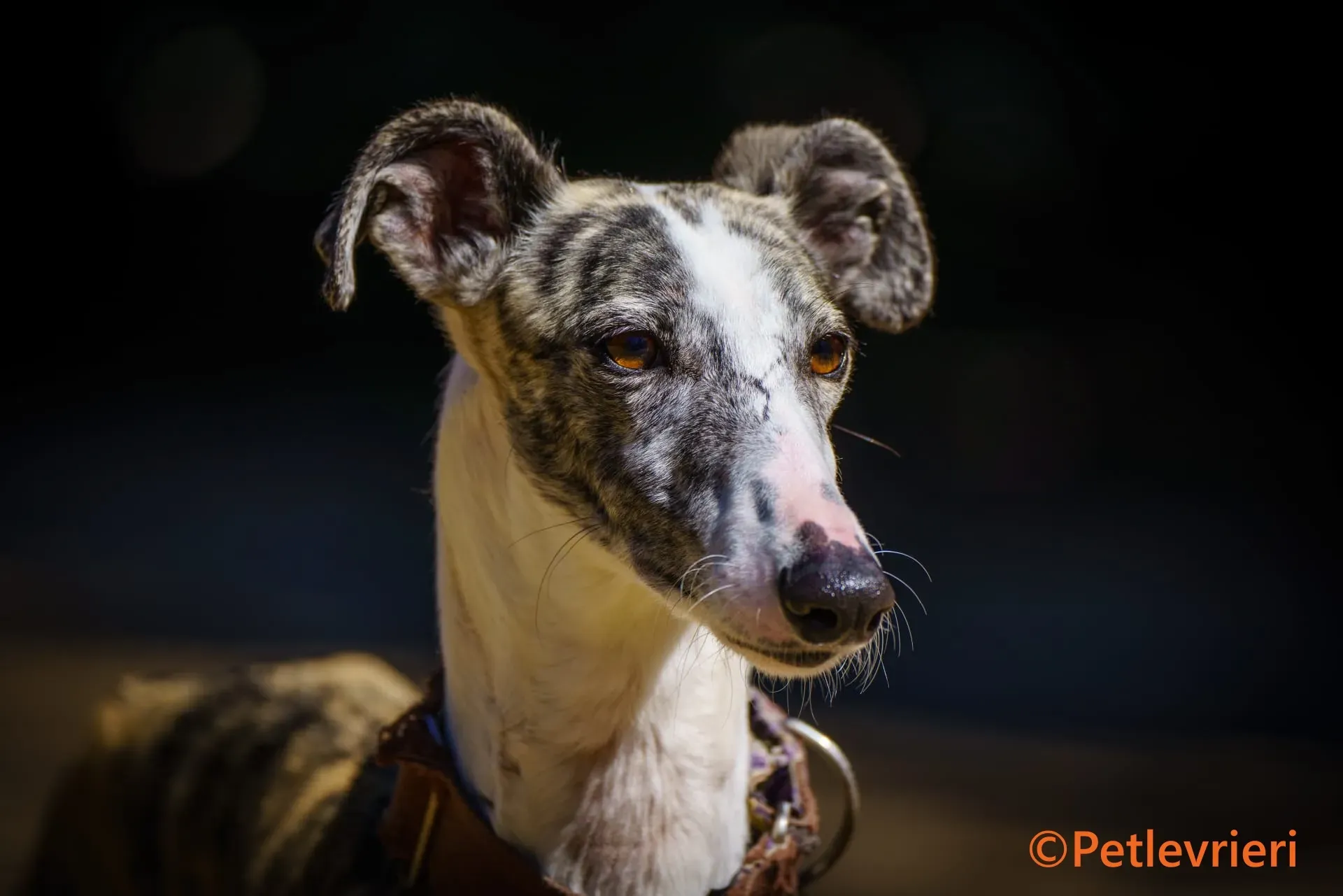 Farrah galgo adozione pet levrieri onlus 4