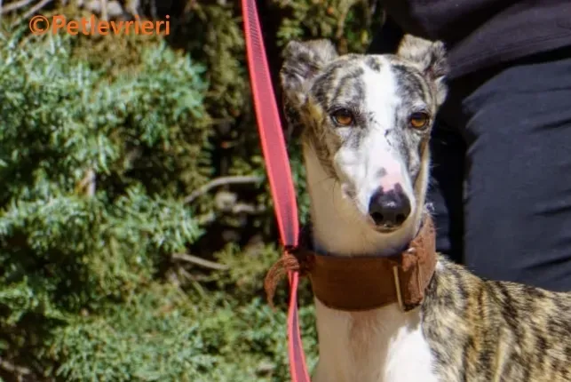 Farrah galgo adozione pet levrieri onlus 5