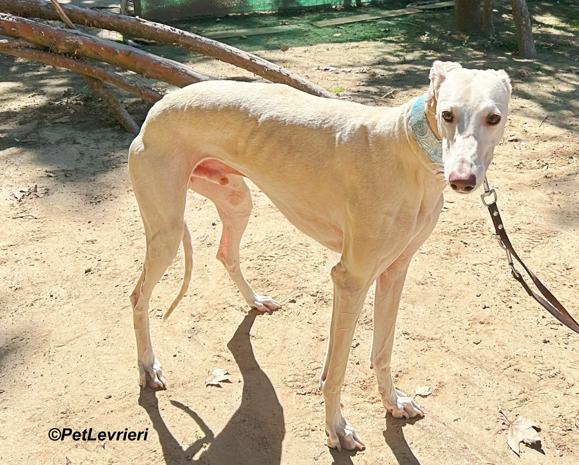 Faustino galgo adozione pet levrieri onlus 1