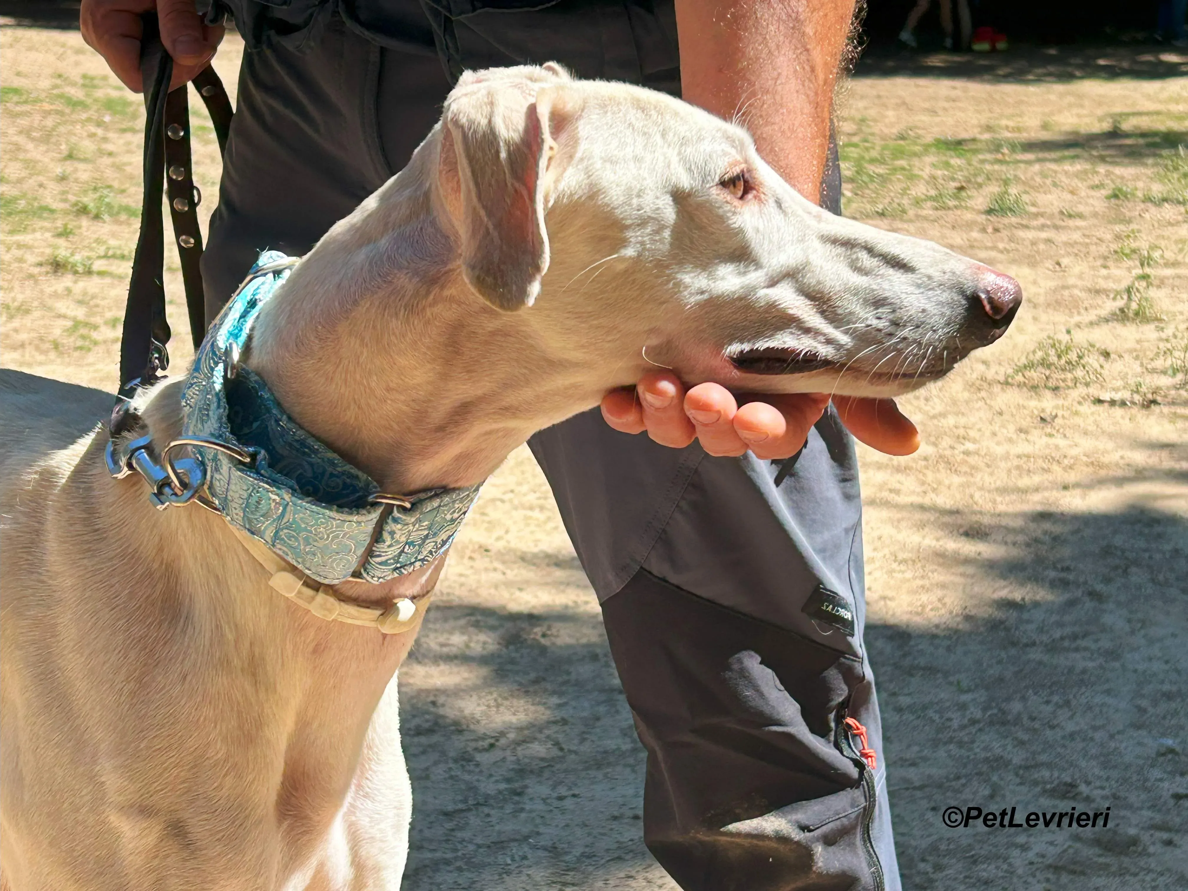 Faustino galgo adozione pet levrieri onlus 10