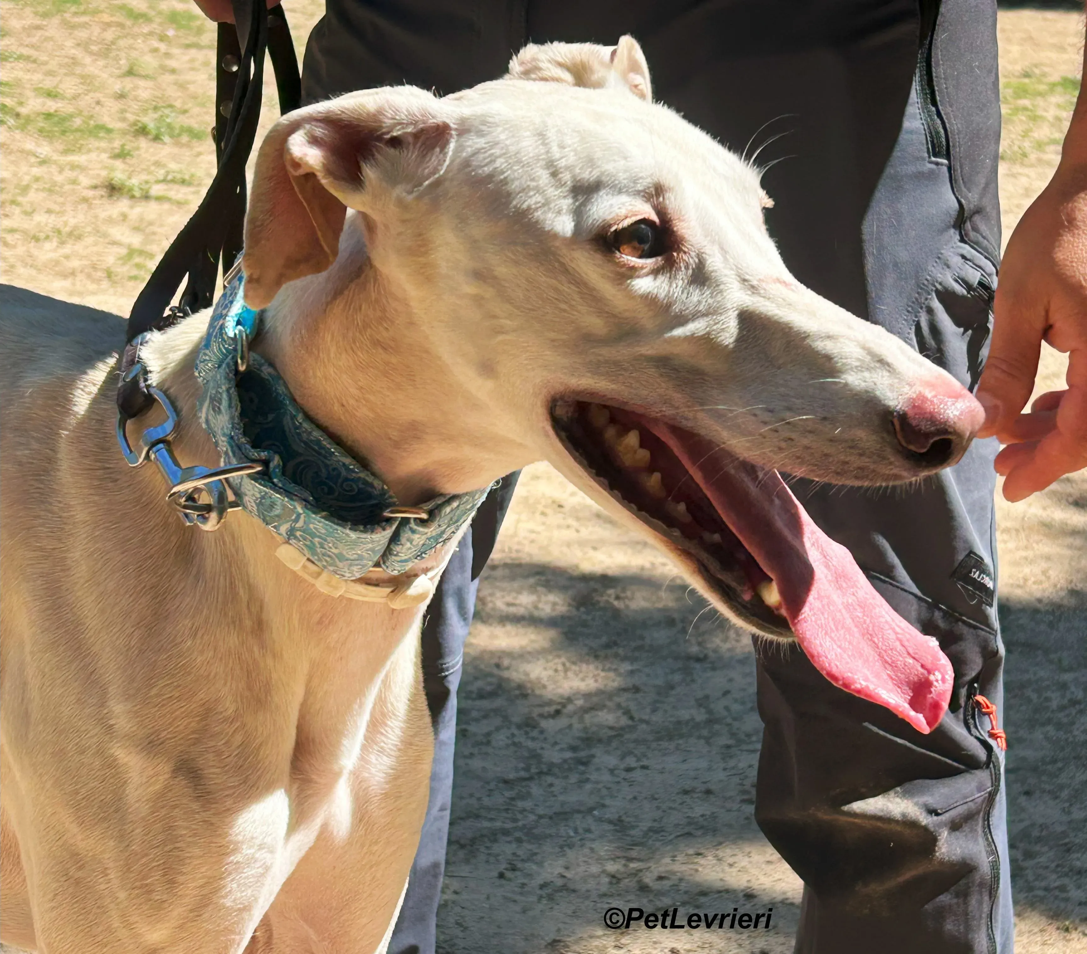 Faustino galgo adozione pet levrieri onlus 11