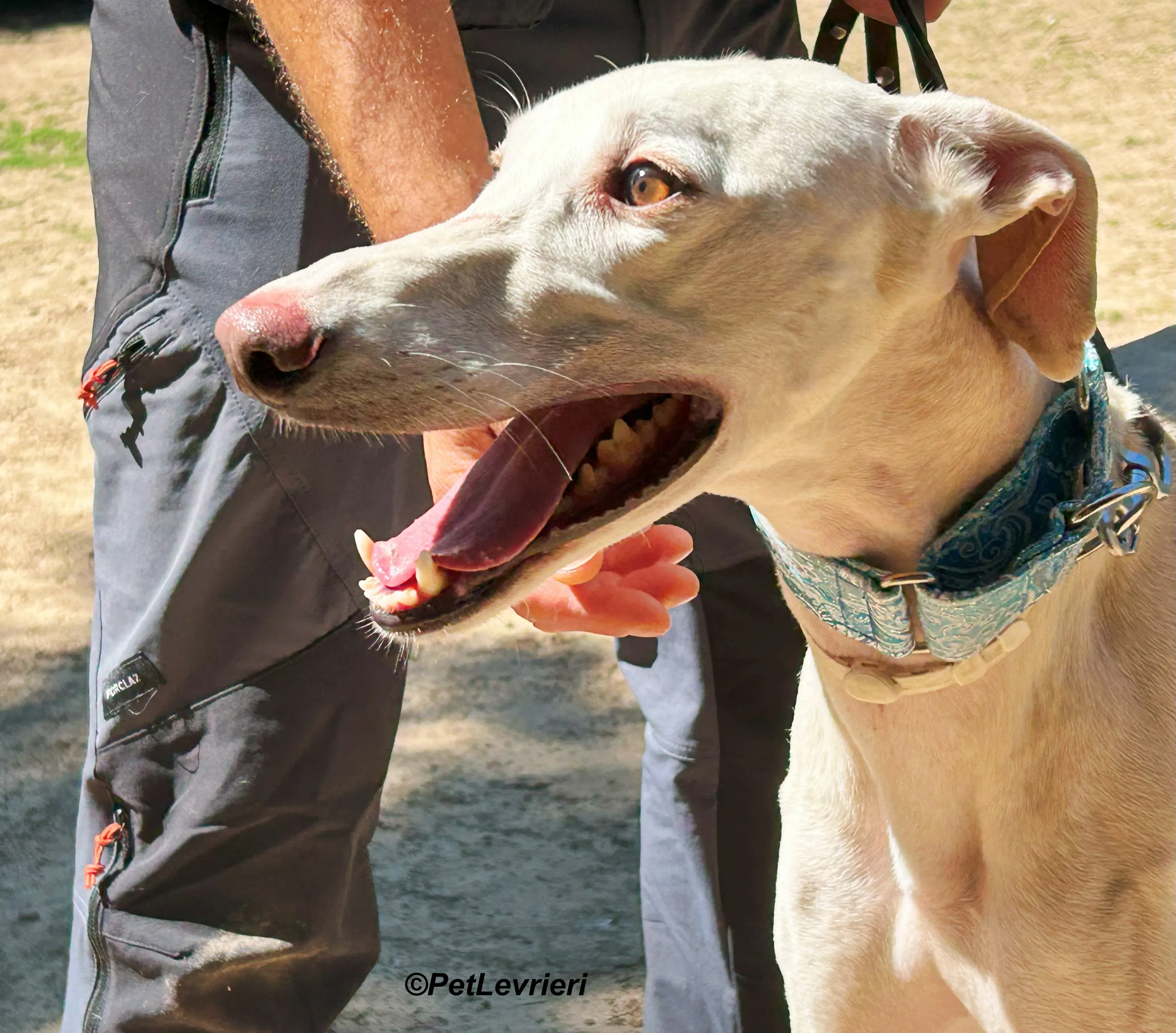 Faustino galgo adozione pet levrieri onlus 12