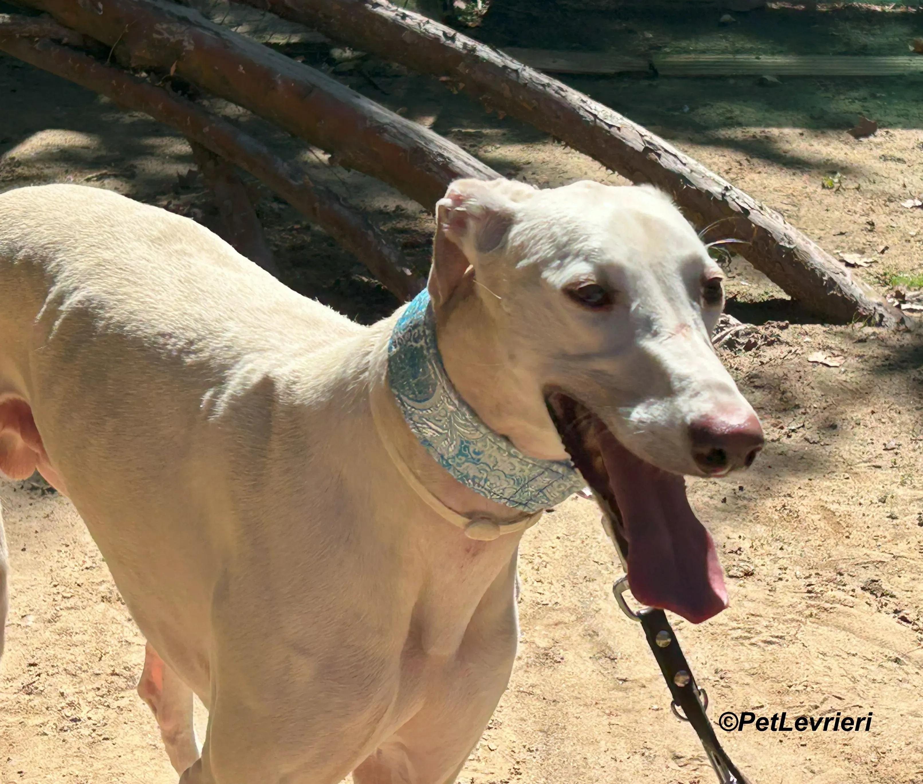 Faustino galgo adozione pet levrieri onlus 2