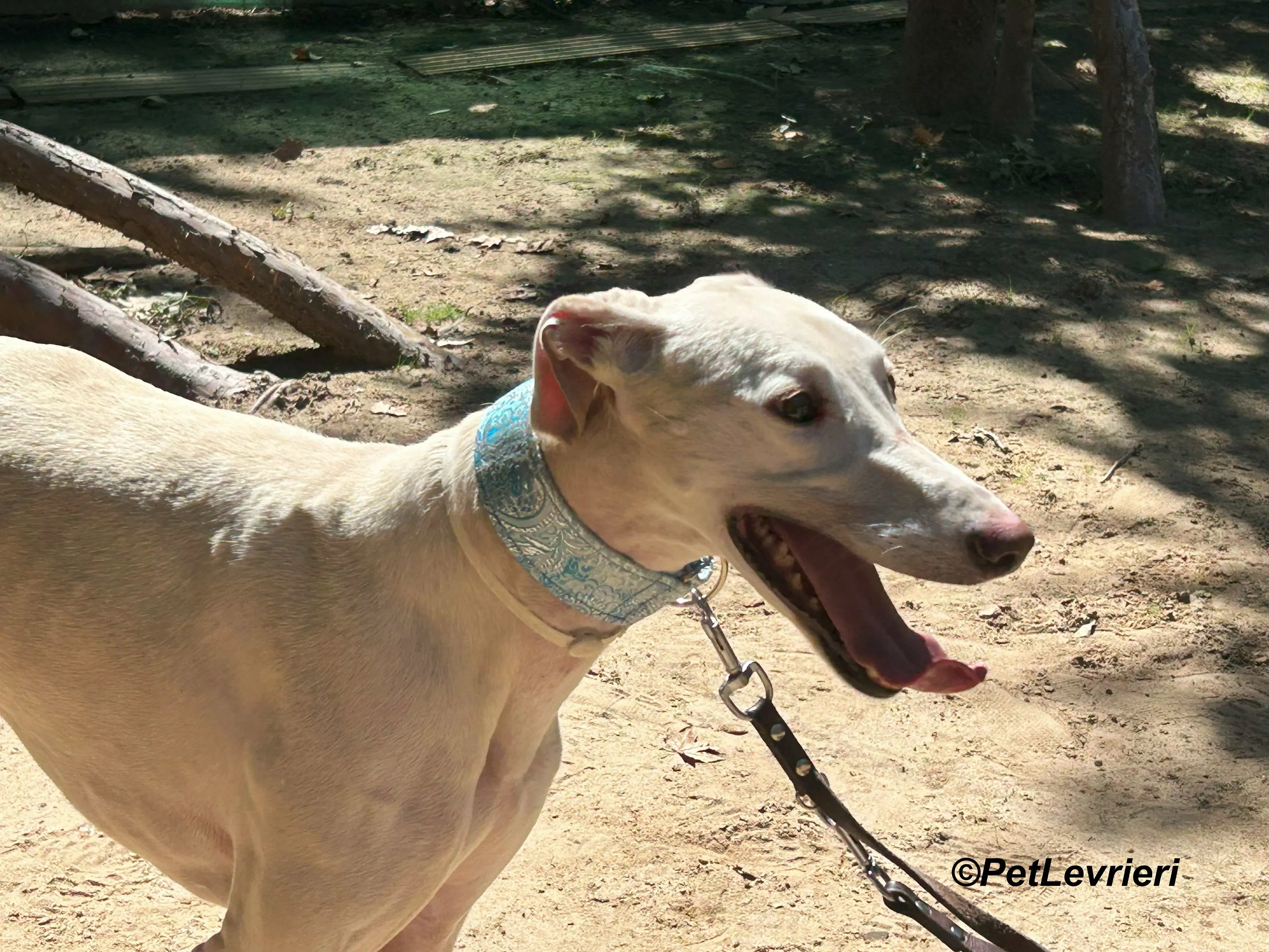 Faustino galgo adozione pet levrieri onlus 3