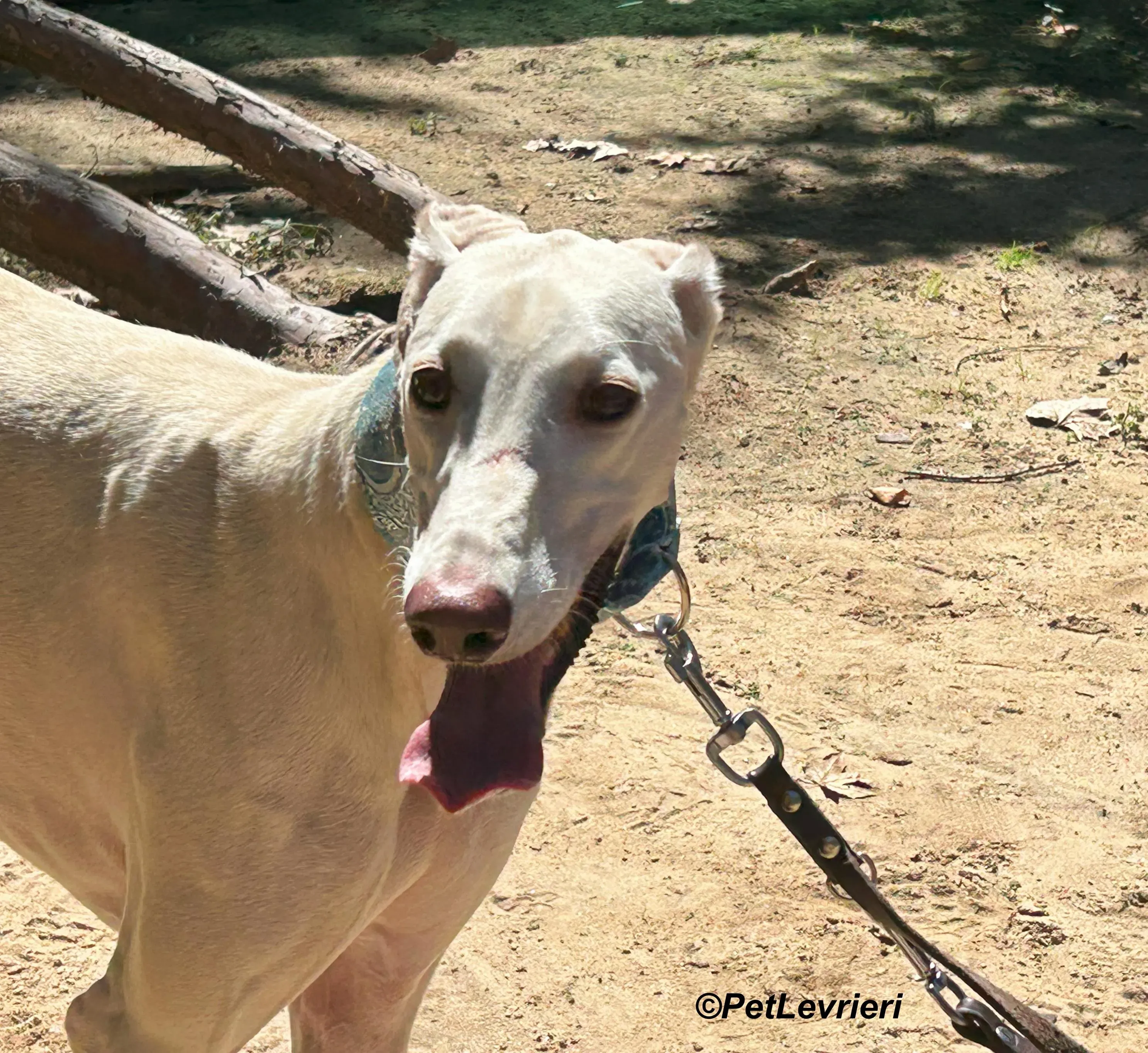 Faustino galgo adozione pet levrieri onlus 4