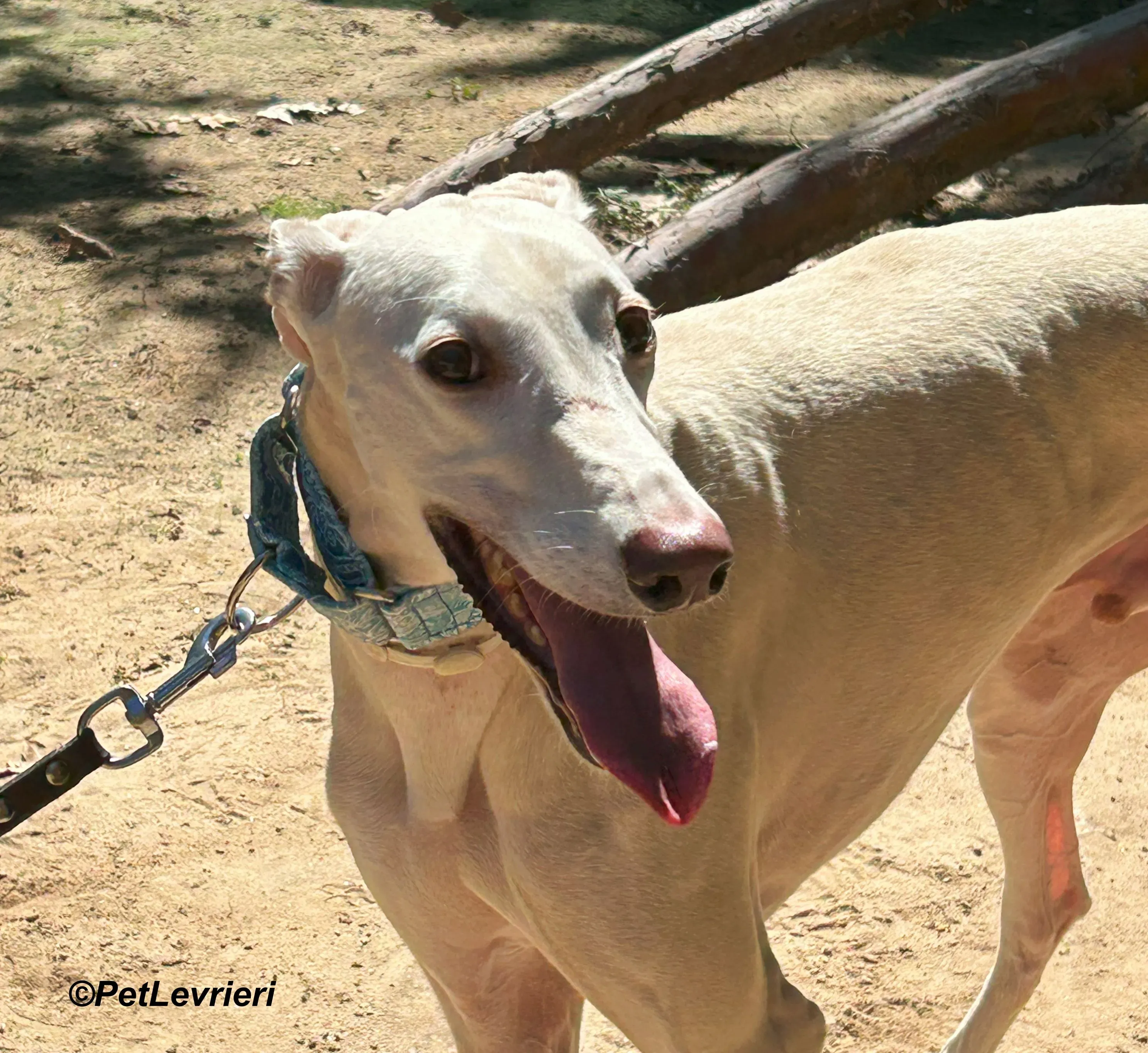 Faustino galgo adozione pet levrieri onlus 5