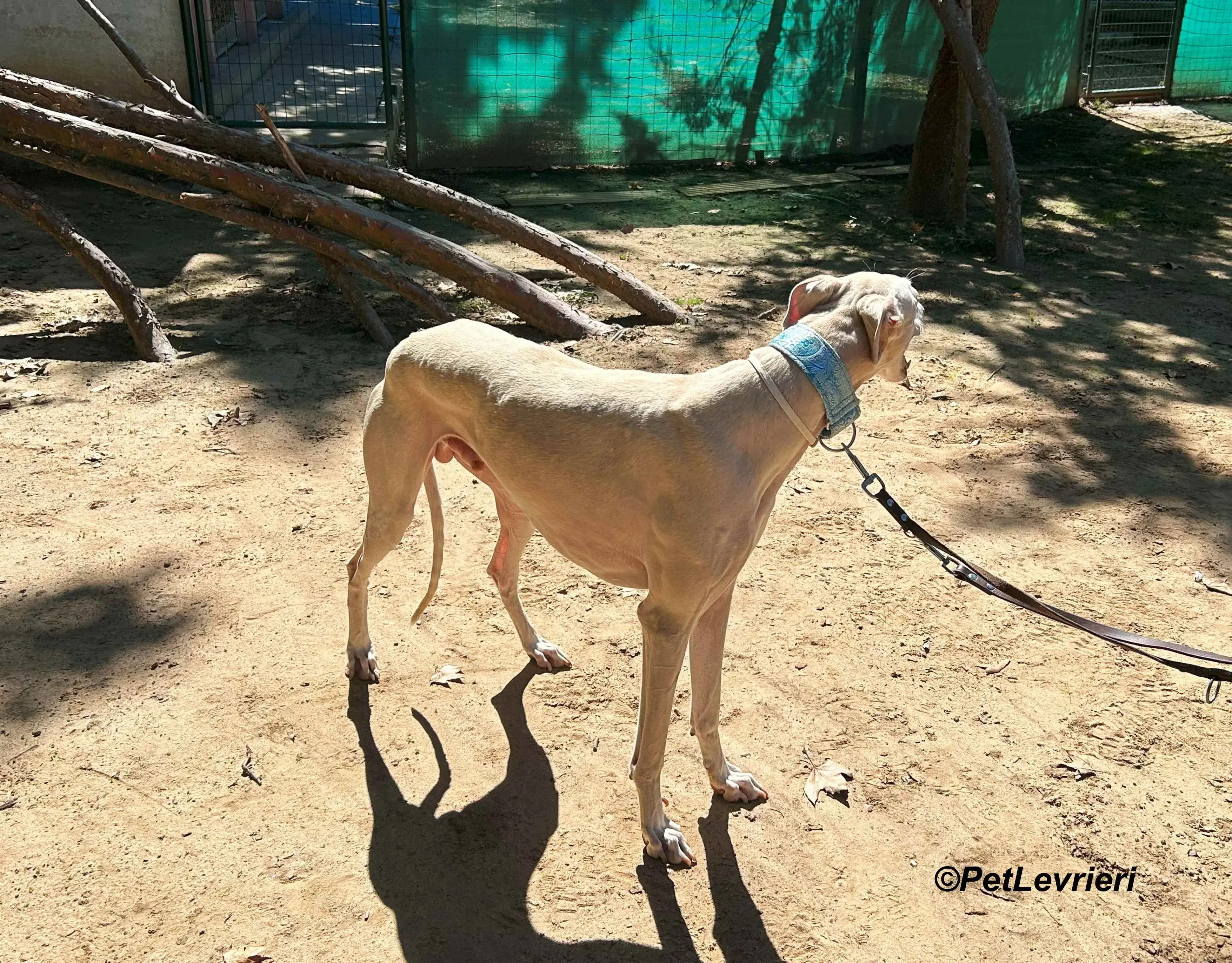 Faustino galgo adozione pet levrieri onlus 7