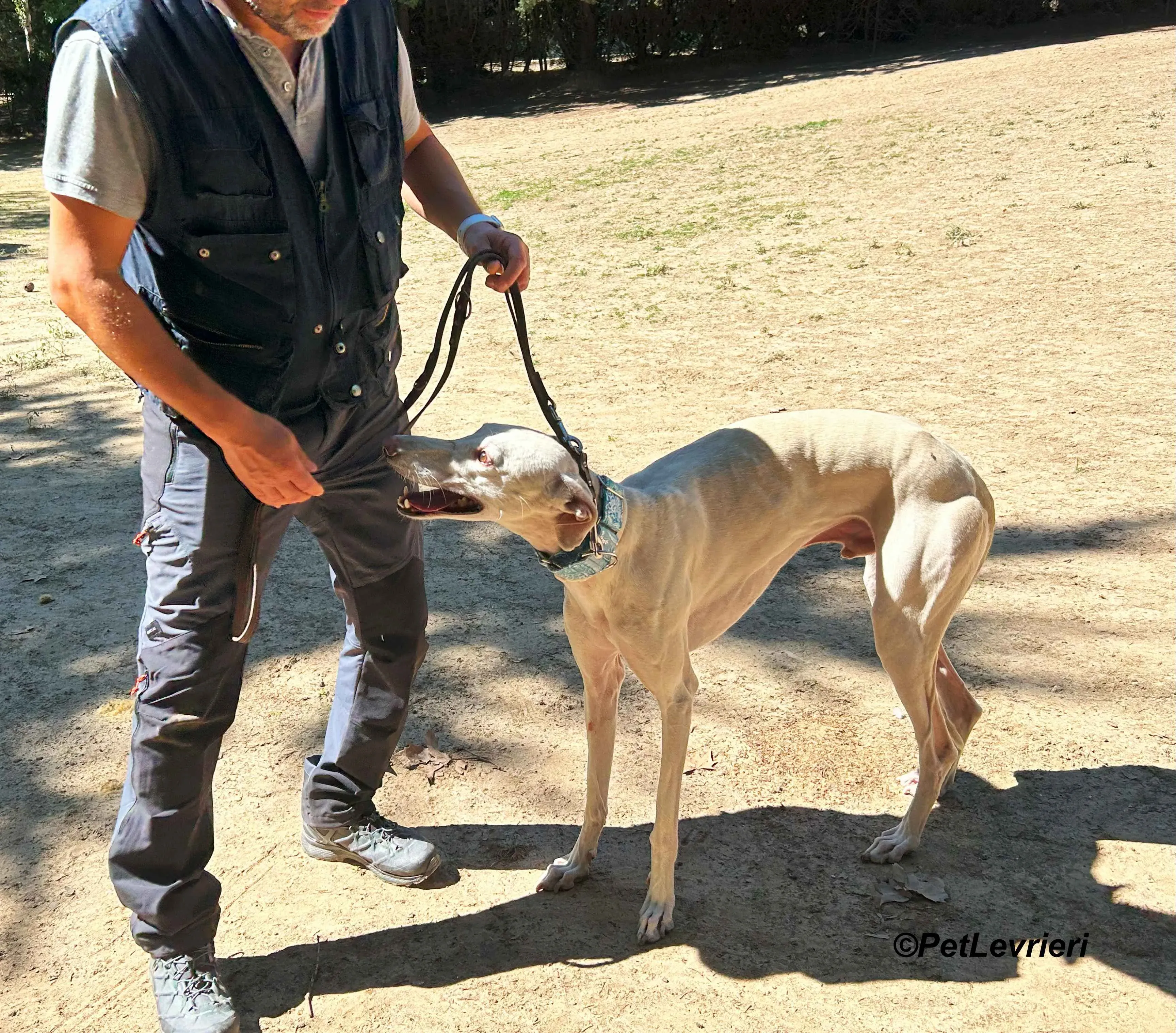 Faustino galgo adozione pet levrieri onlus 8
