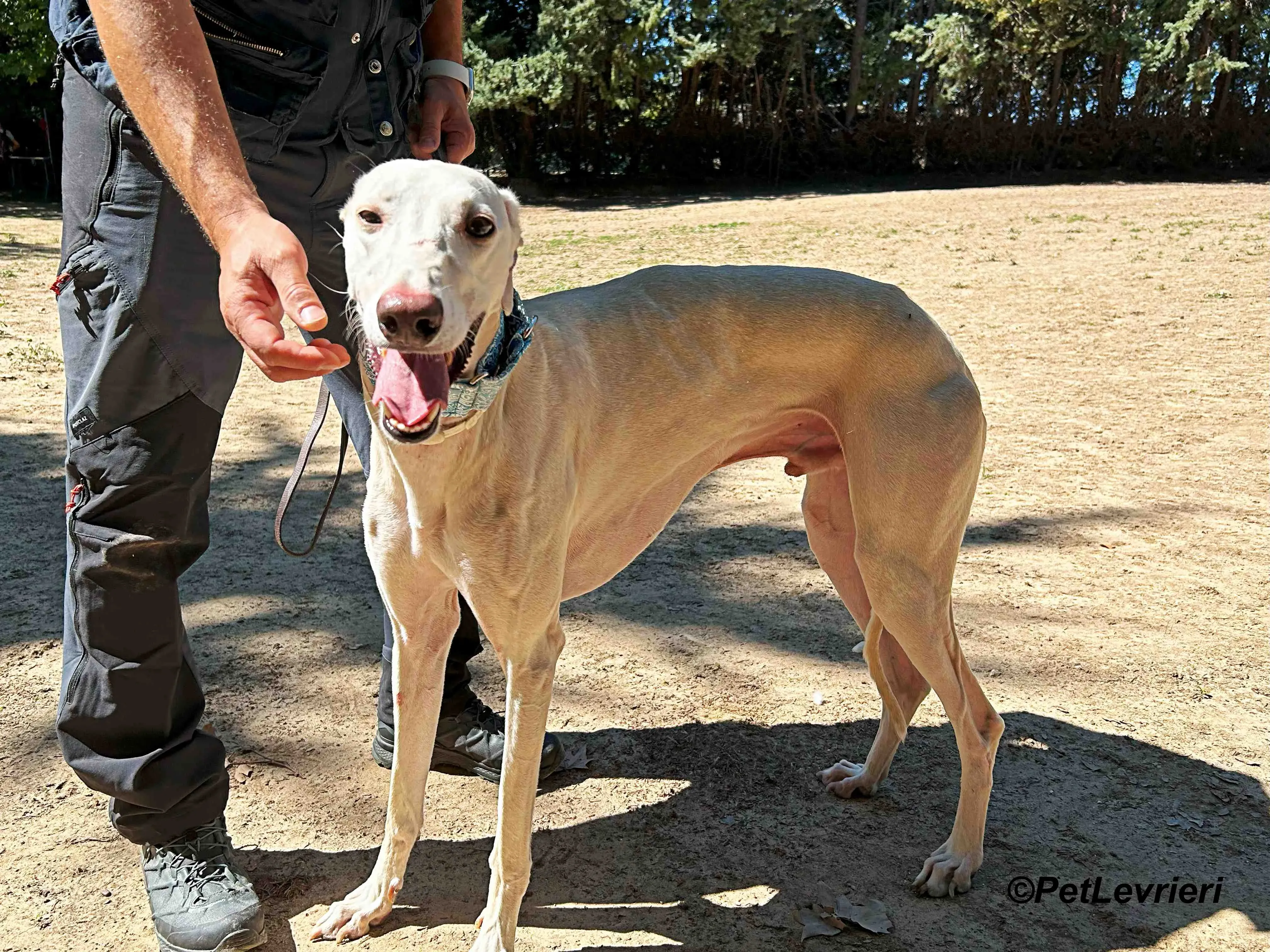 Faustino galgo adozione pet levrieri onlus 9