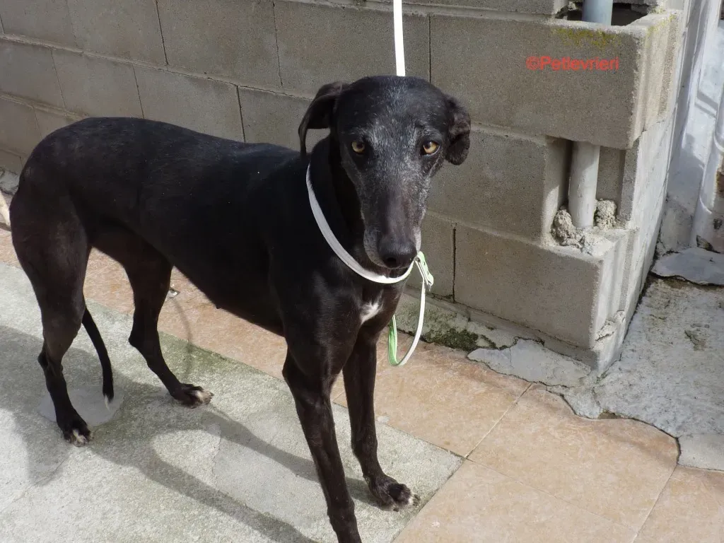 Fawini adozione levrieri galgo 1jpg