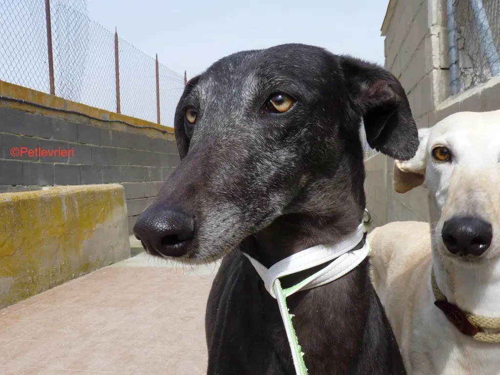 Fawini adozione levrieri galgo 2 jpg