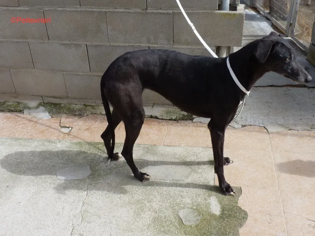 Fawini adozione levrieri galgo 3 jpg