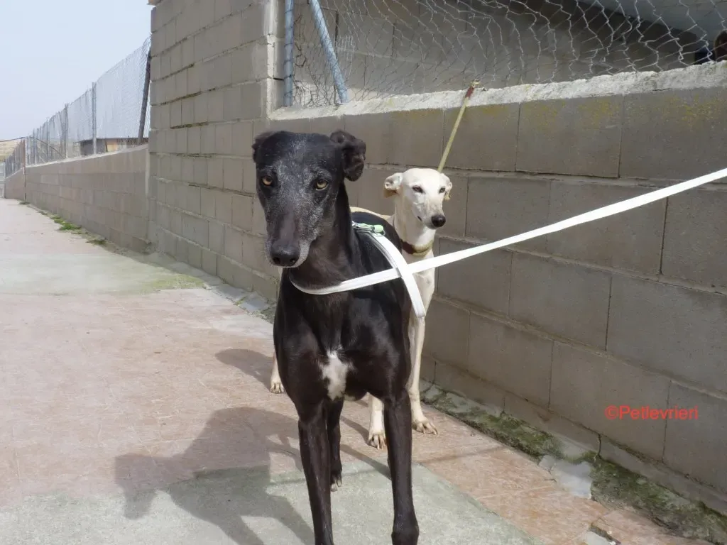 Fawini adozione levrieri galgo 4 jpg