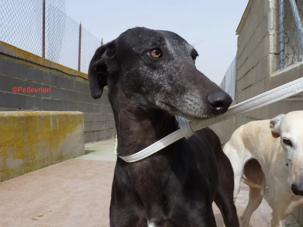 Fawini adozione levrieri galgo 5 jpg