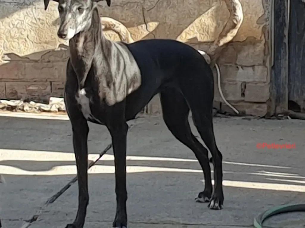 Fawini adozione levrieri galgo 6 jpg