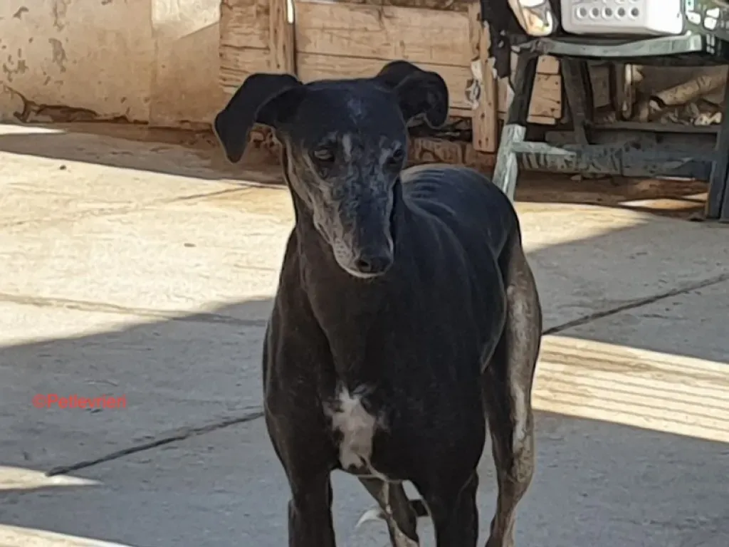 Fawini adozione levrieri galgo 7 jpg