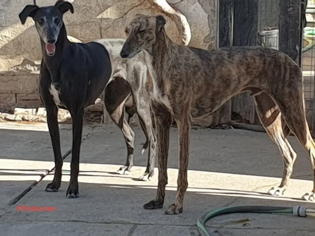 Fawini adozione levrieri galgo 8 jpg