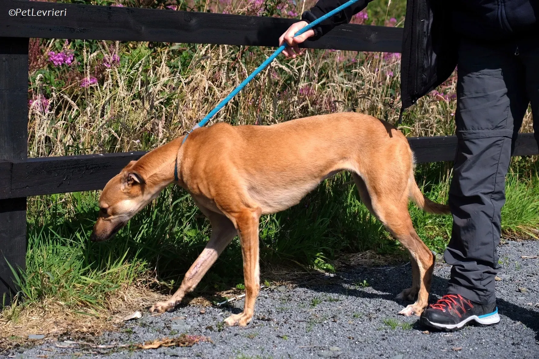 Fawn adozione levrieri greyhound 1 2