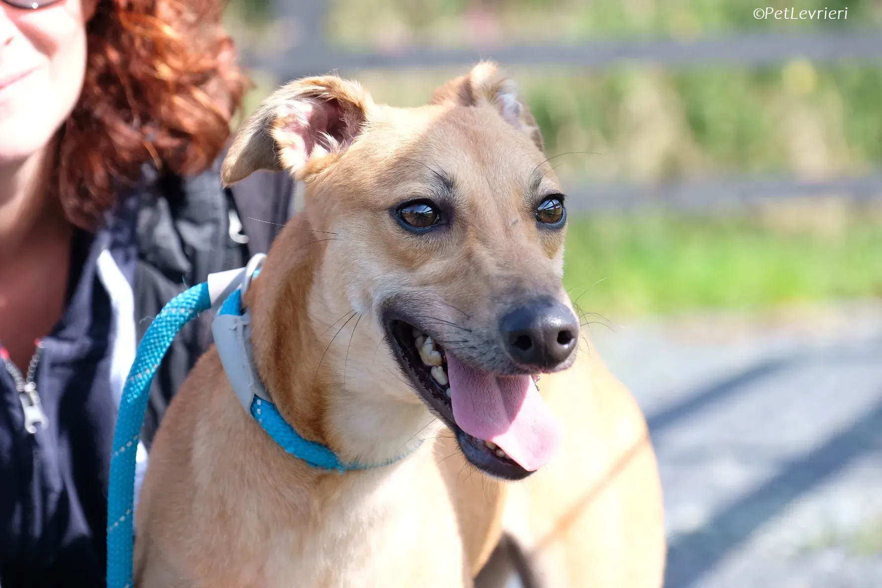 Fawn adozione levrieri greyhound 10 2