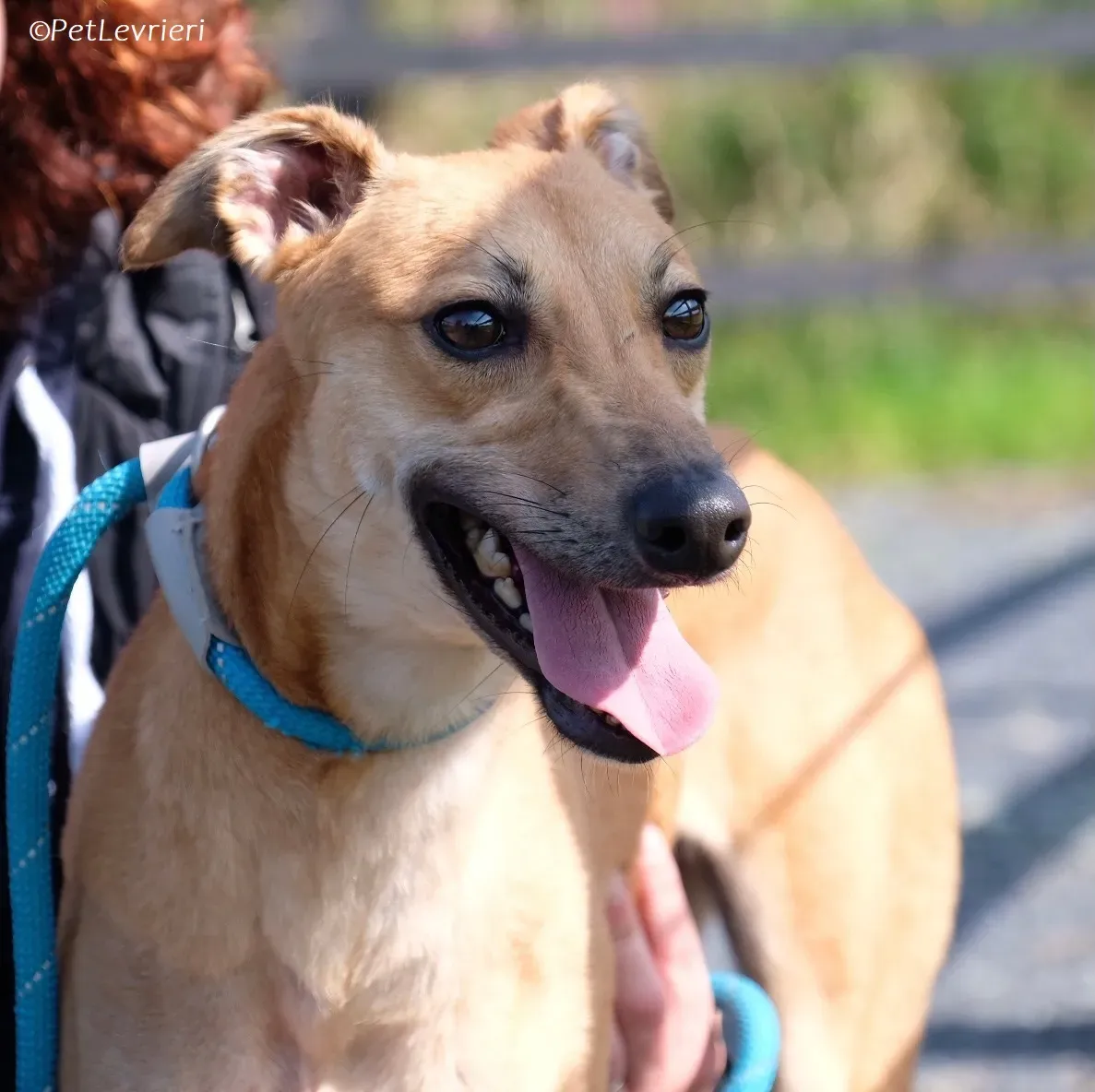 Fawn adozione levrieri greyhound 11 2
